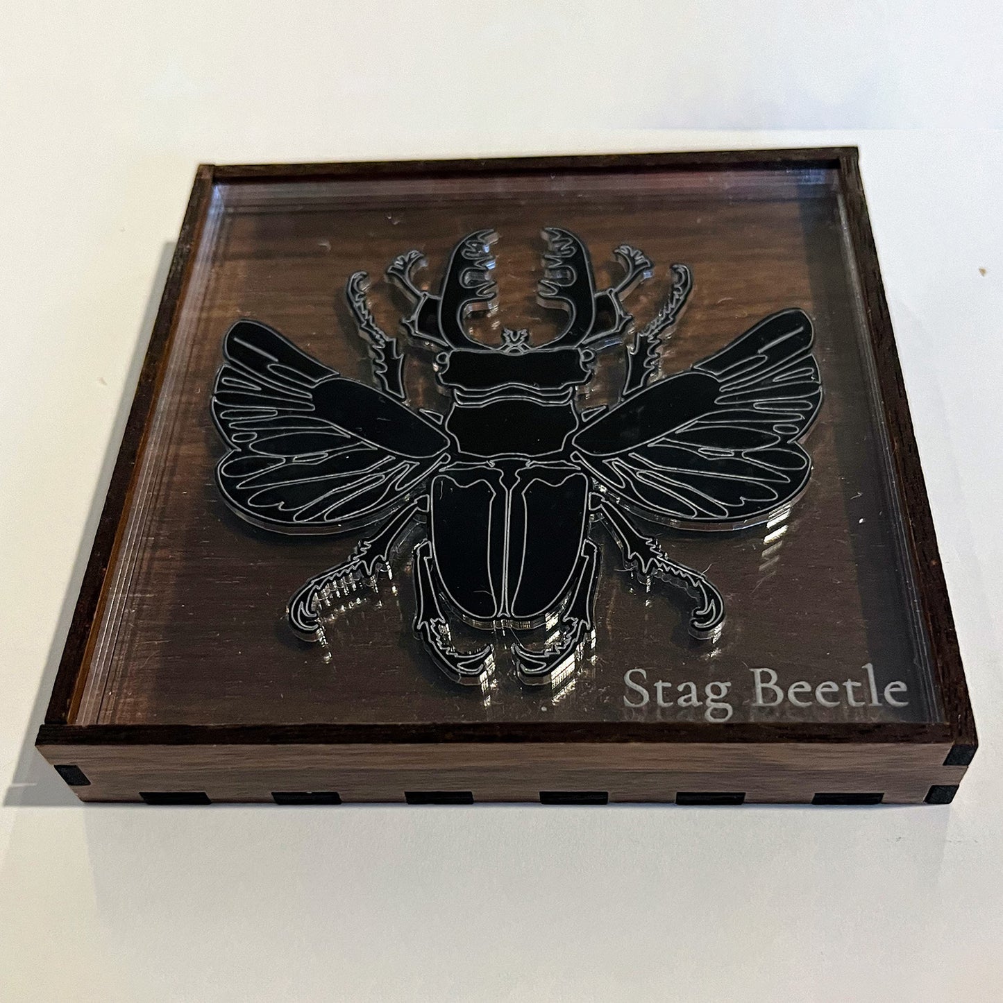 Entomologist Desk Display - Stag Beetle