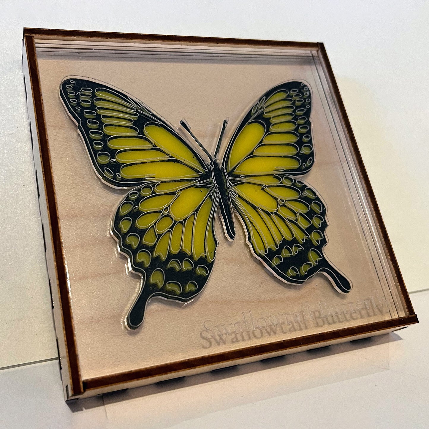 Entomologist Desk Display - Swallowtail Butterfly