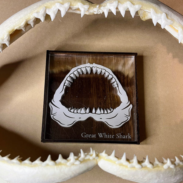 Marine Biologist Desk Display - Great White Shark Jaw – Glowforge Shop