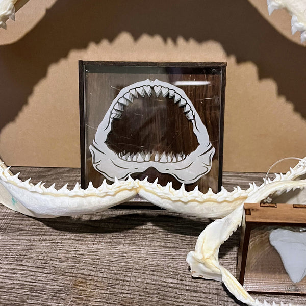 Marine Biologist Desk Display - Great White Shark Jaw – Glowforge Shop