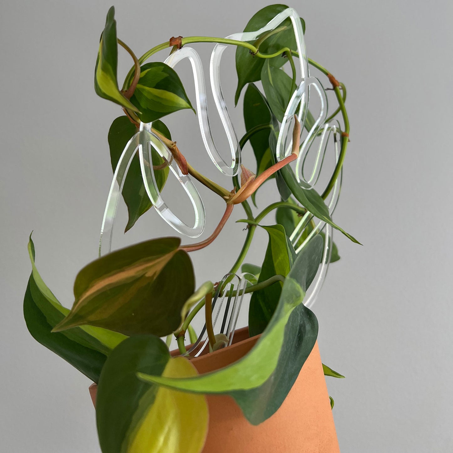 Simple Plant Trellis for Indoor Plants - Houseplant Support