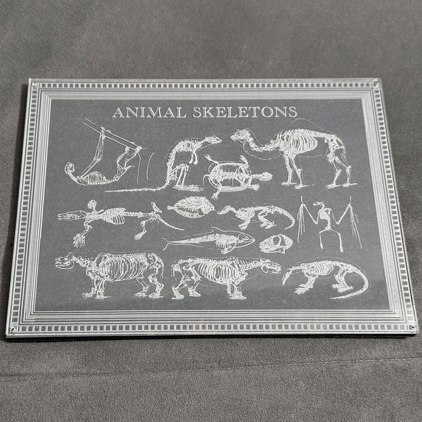 Animal Skeletons Art - Glowforge