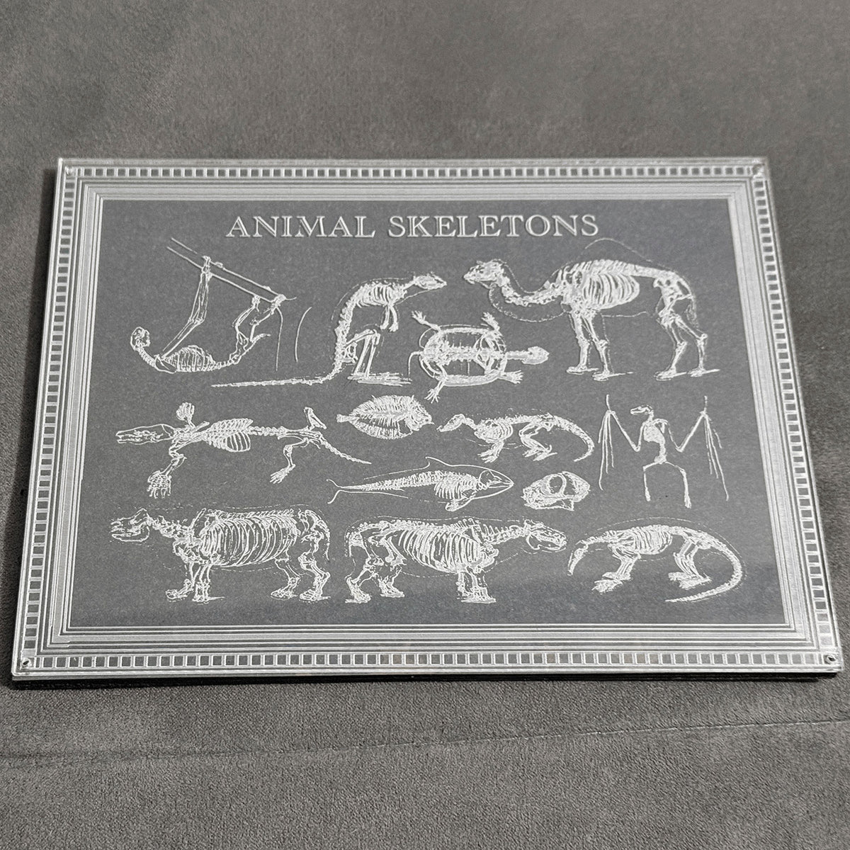 Animal Skeletons Art - Glowforge