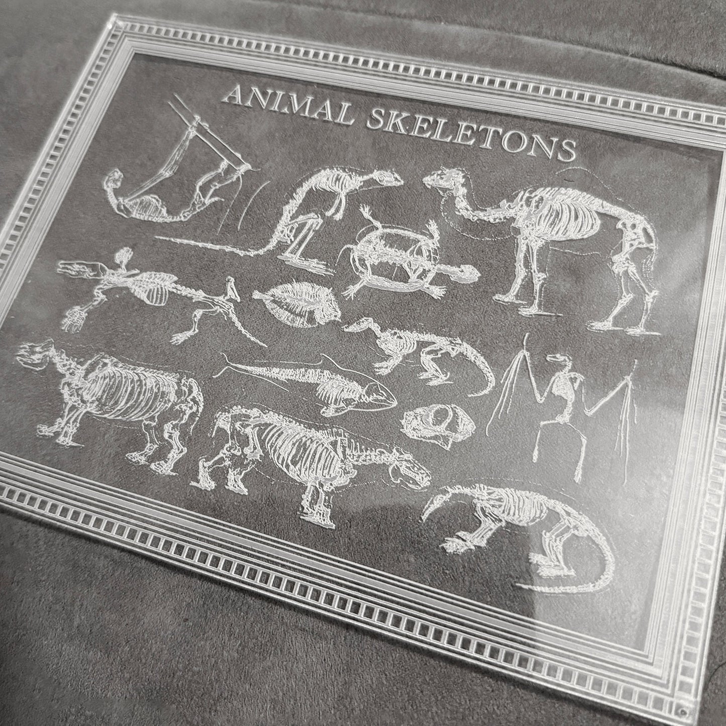 Animal Skeletons Art - Glowforge