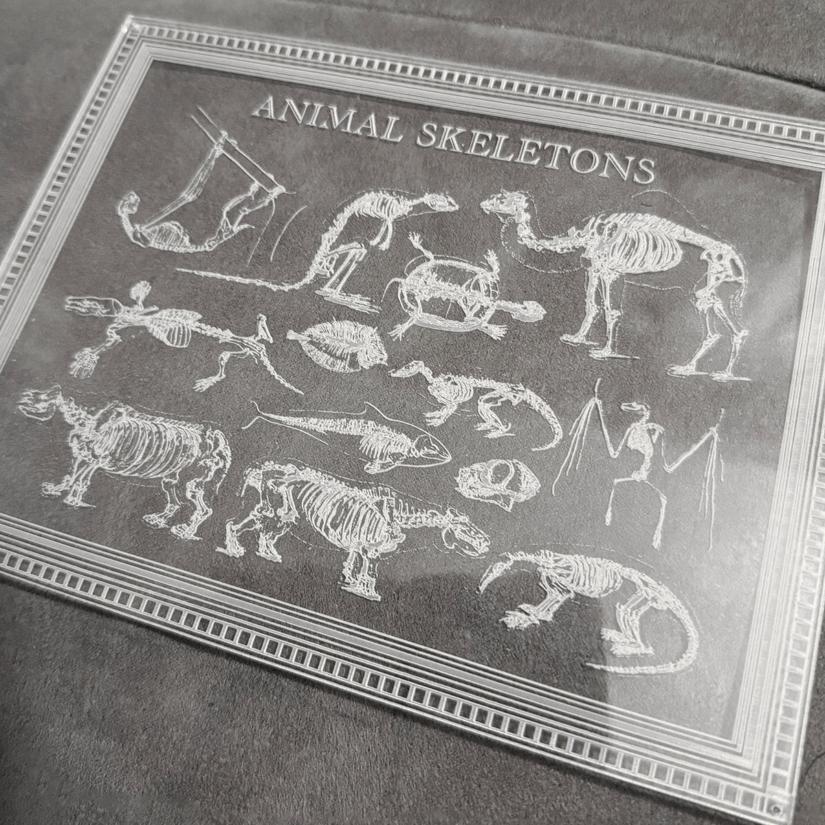 Animal Skeletons Art - Glowforge