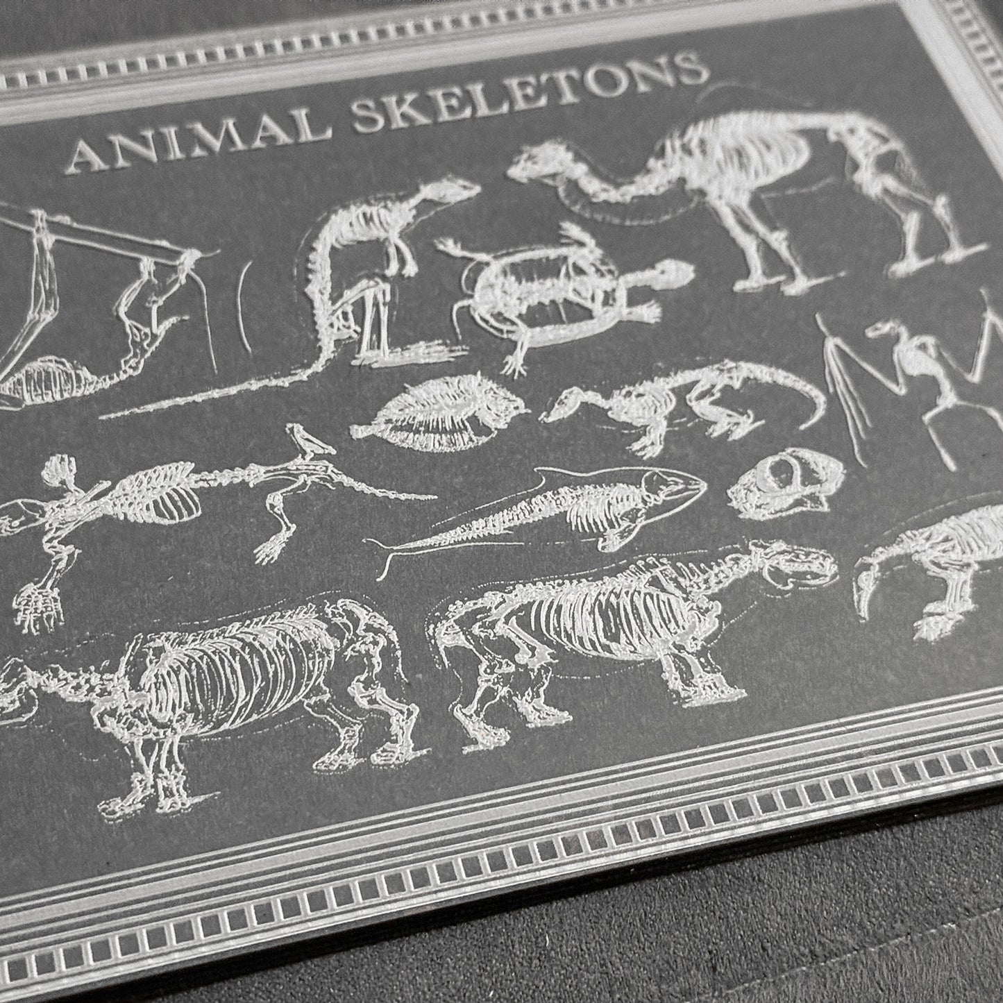 Animal Skeletons Art - Glowforge