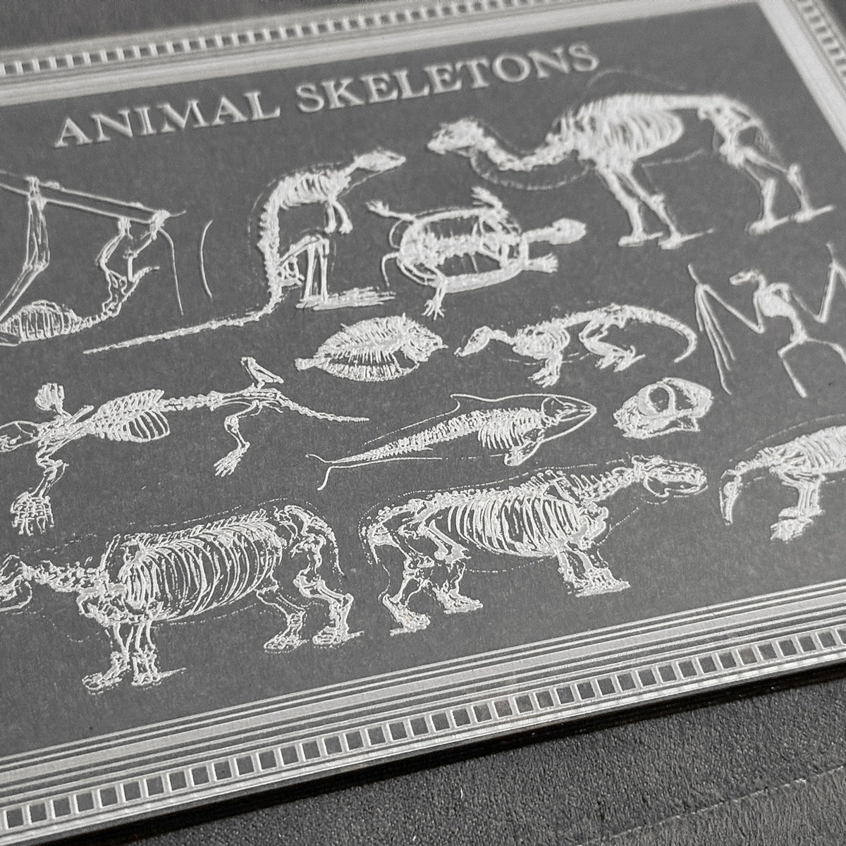 Animal Skeletons Art - Glowforge