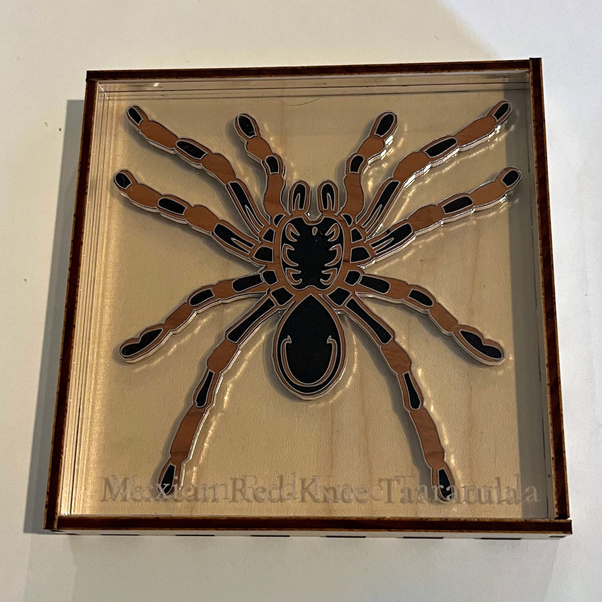 Arachnologist Desk Display - Mexican Red-Knee Tarantula – Glowforge Shop