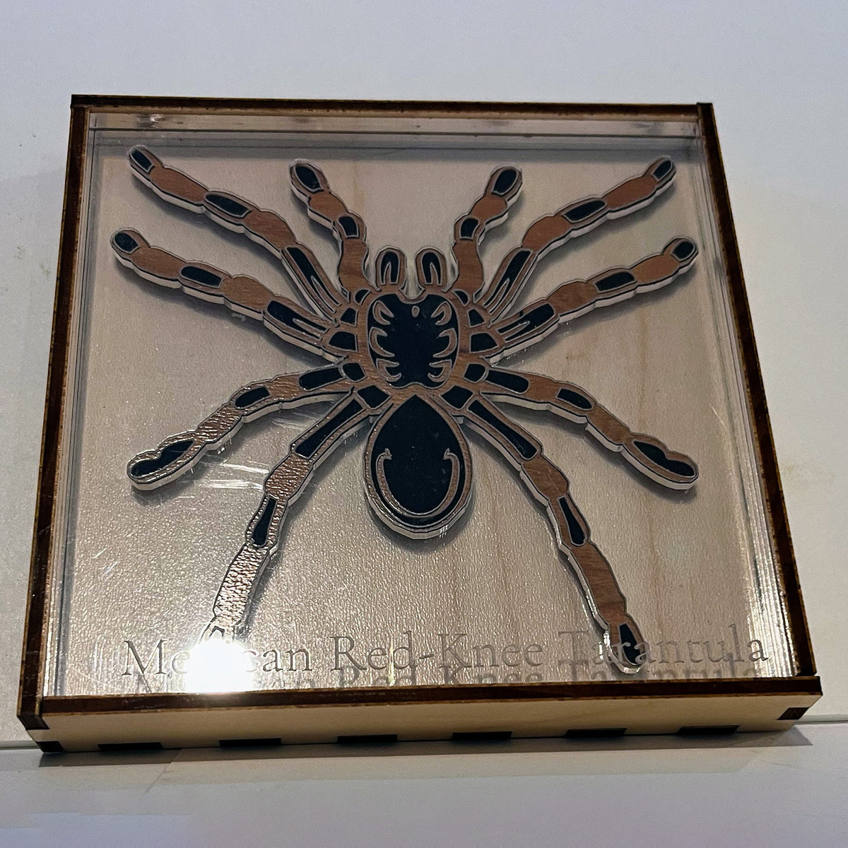 Arachnologist Desk Display - Mexican Red-Knee Tarantula – Glowforge Shop