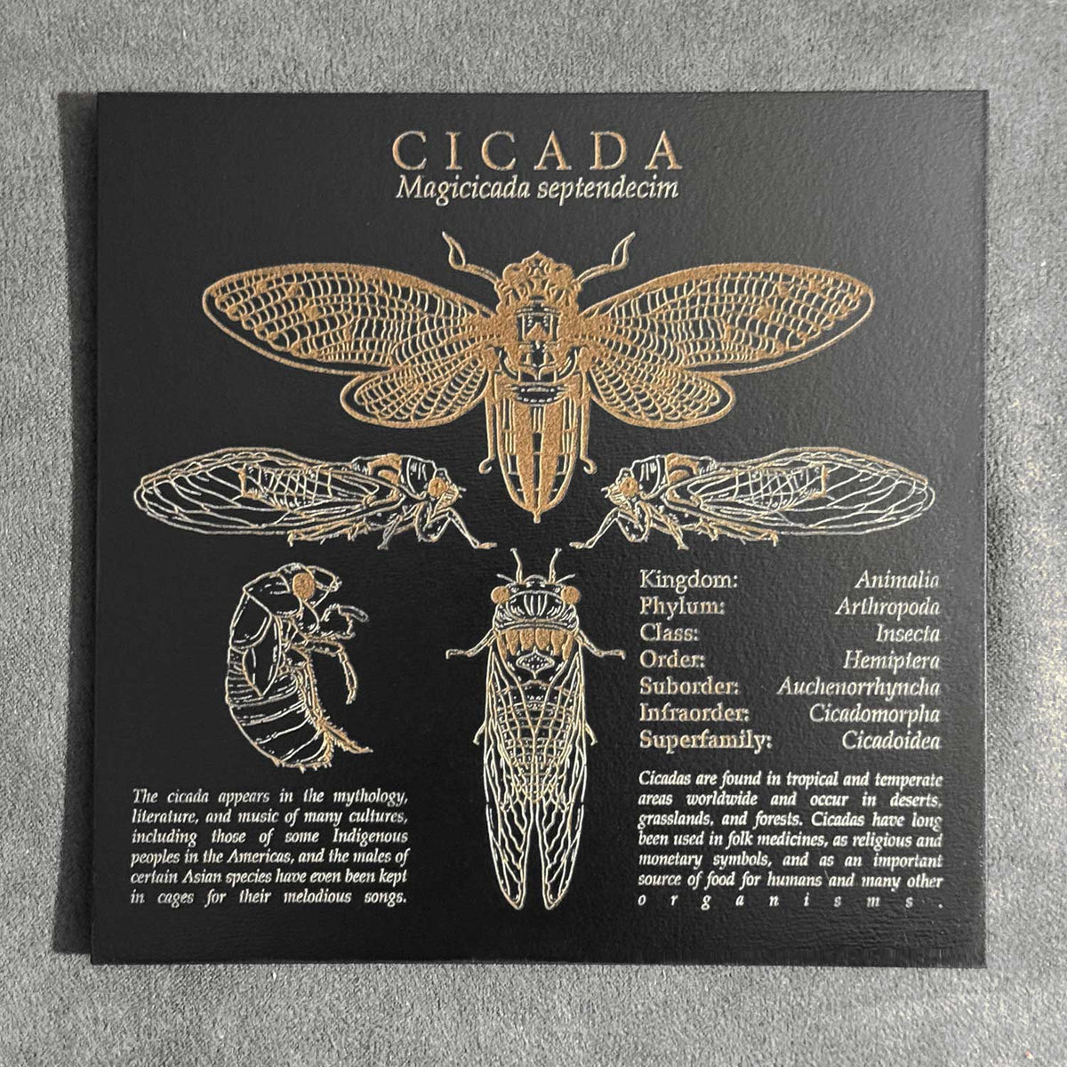 Cicada Chart Art - Glowforge