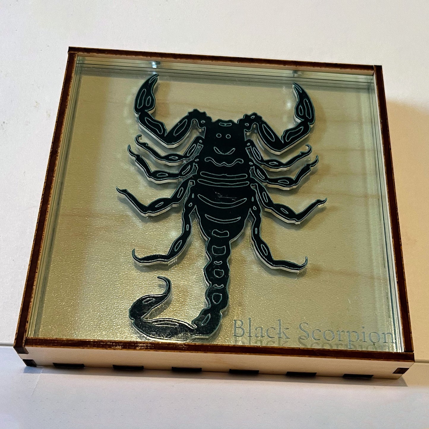 Entomologist & Arachnologist Desk Display Case