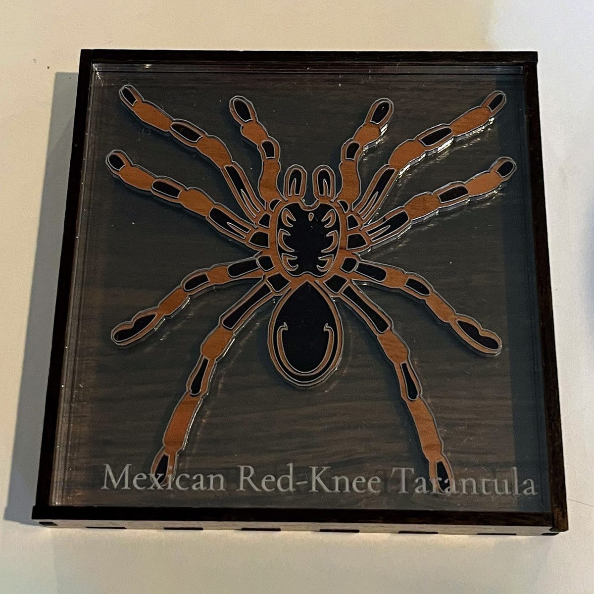 Entomologist & Arachnologist Desk Display Case – Glowforge Shop