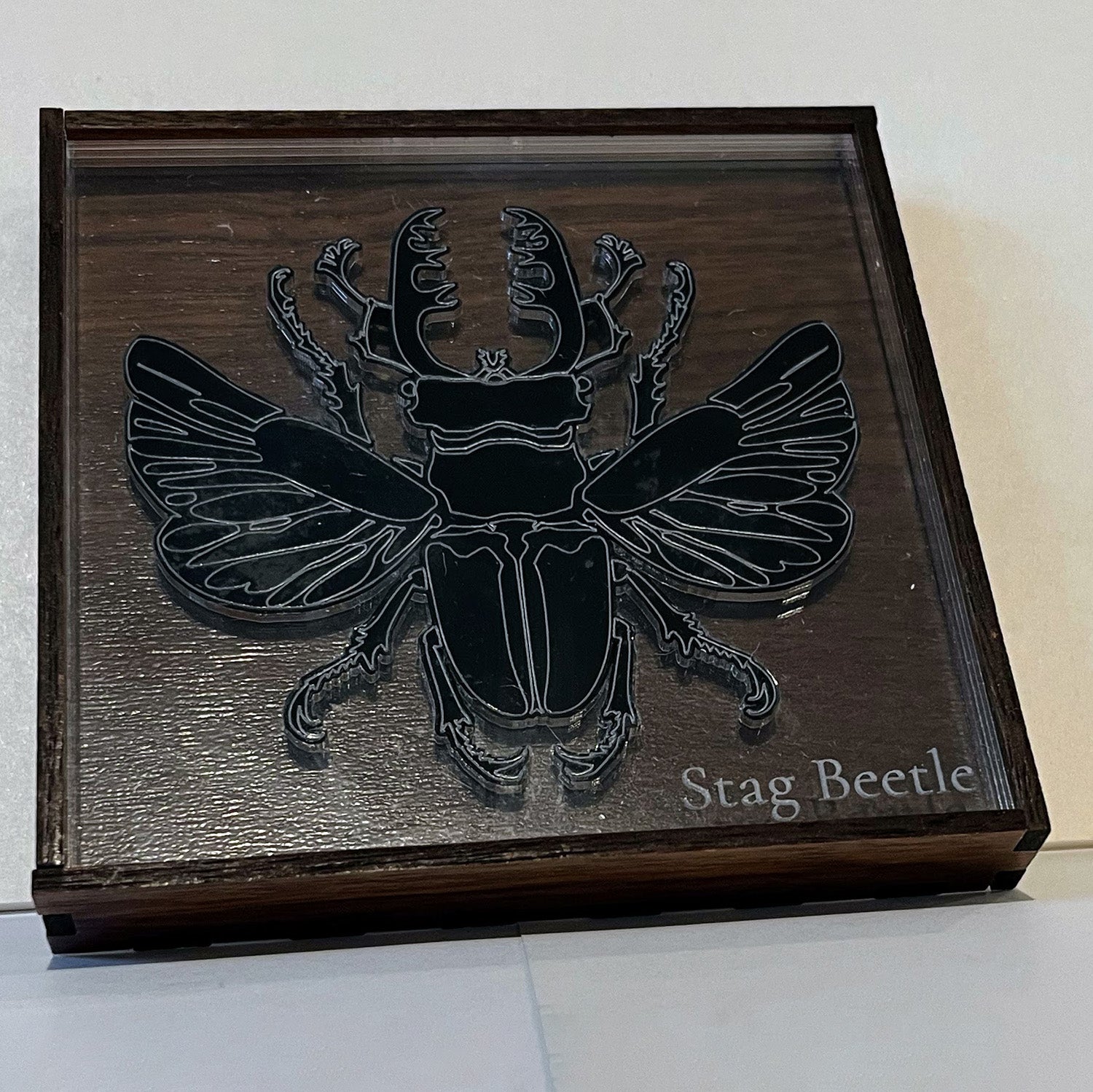 Entomologist Desk Display - Stag Beetle – Glowforge Shop