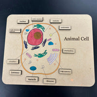 Helpful Animal Cell Study Guide Puzzle