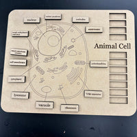 Helpful Animal Cell Study Guide Puzzle