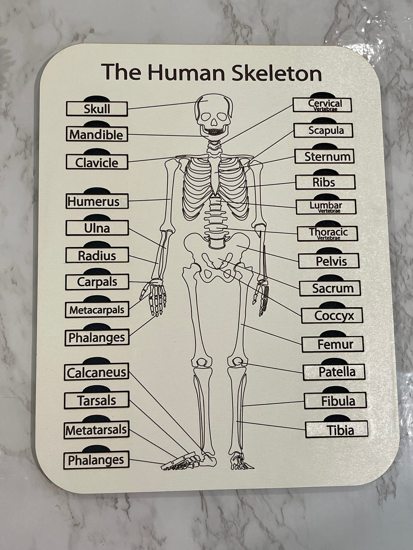 The Human Skeleton
