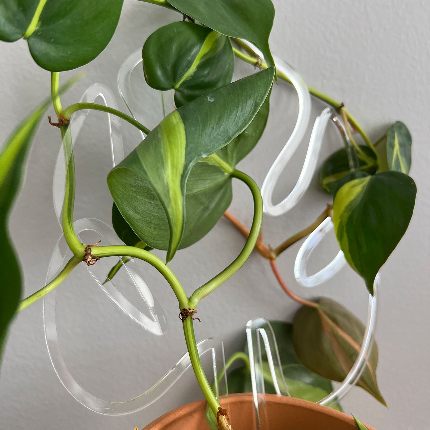 house plant supports Simple Plant Trellis for Indoor Plants